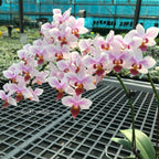 Phalaenopsis intermedia 'Orange'