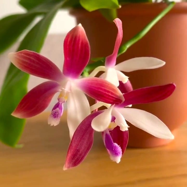 Phalaenopsis tetraspis 'C2'