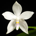 Phalaenopsis tetraspis var. alba