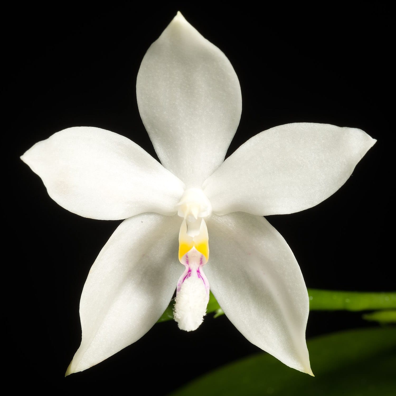 Phalaenopsis tetraspis var. alba