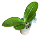 Phalaenopsis amabilis 'Tai Wu'