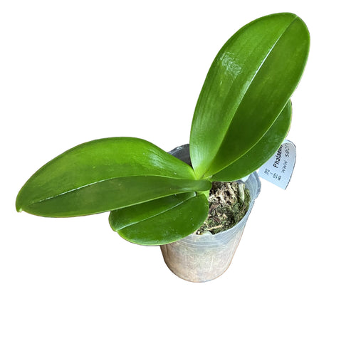 Phalaenopsis amabilis 'Tai Wu'