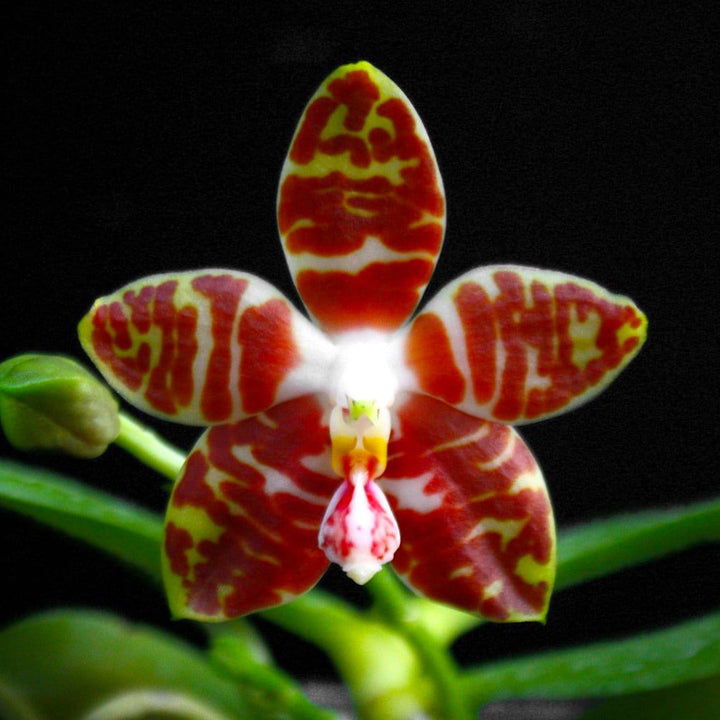 Phalaenopsis amboinensis 'Nicole'