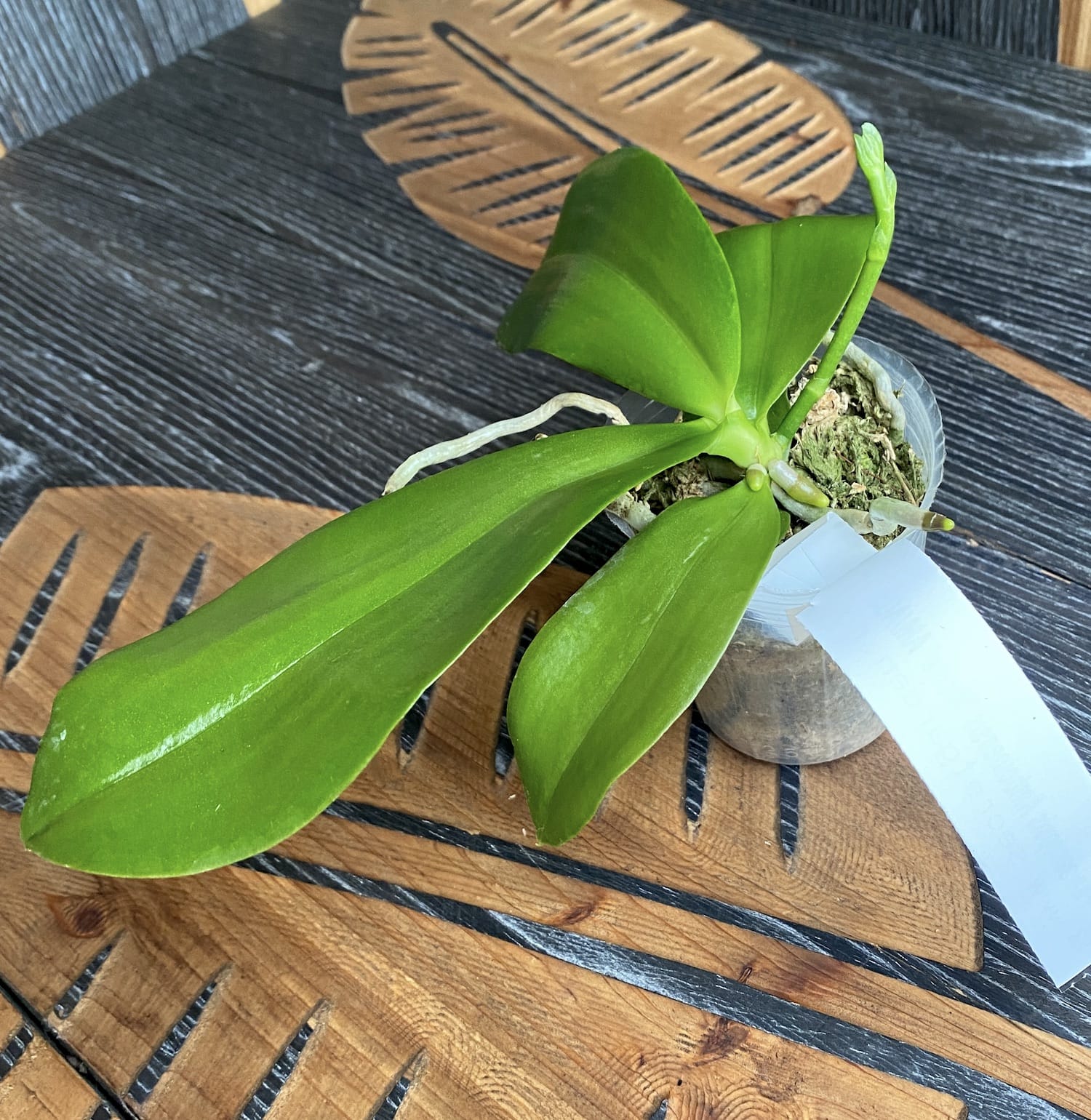 Phalaenopsis amboinensis 'Nicole' *voňavá