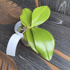 Phalaenopsis amboinensis *parfumata