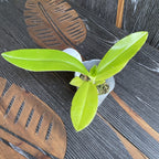 Phalaenopsis amboinensis *parfumata