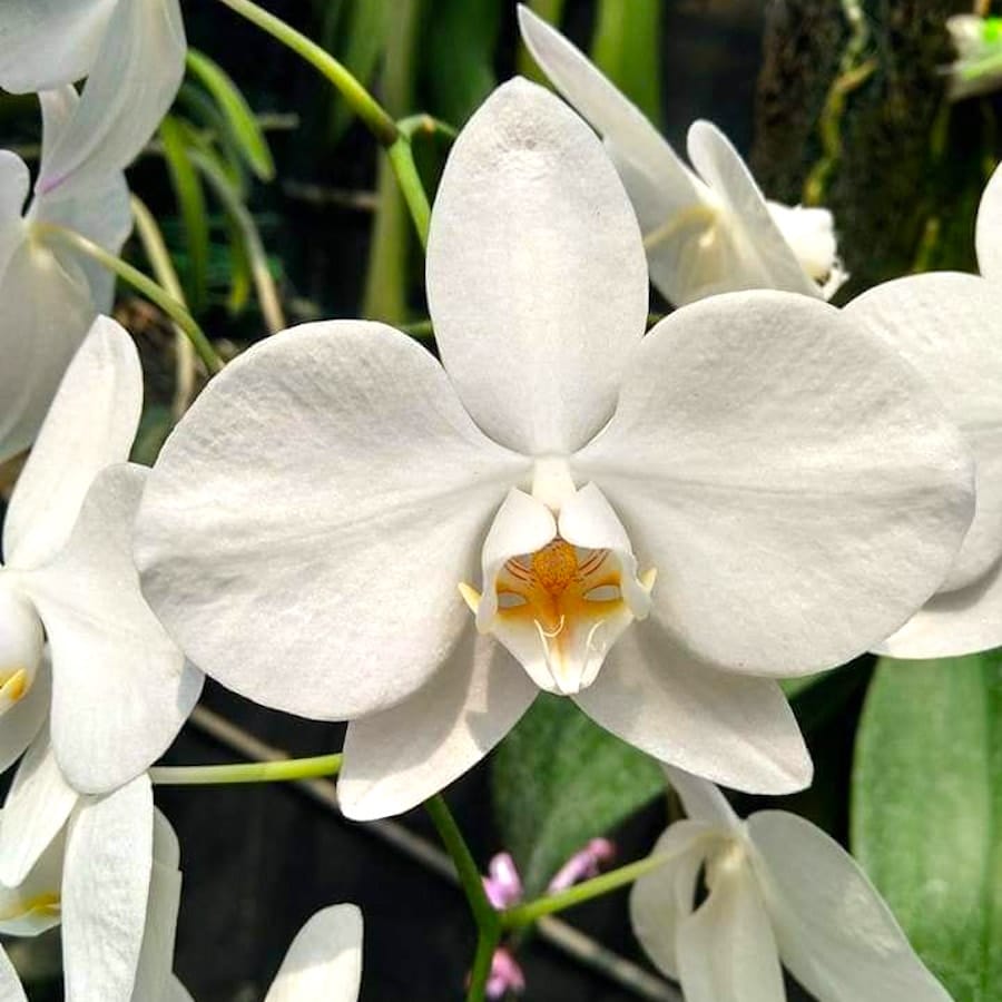 Phalaenopsis aphrodite