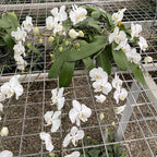 Phalaenopsis aphrodite - hosszú szárú és virágos példányok!!!