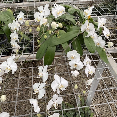 Phalaenopsis aphrodite - exemplare cu tije lungi si flori!!!