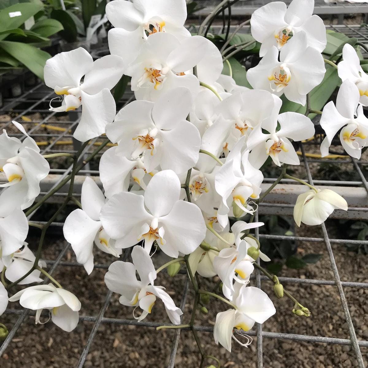 Phalaenopsis aphrodite - exemplare cu tije lungi si flori!!! – Secret ...