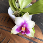Phalaenopsis bellina *fragrant