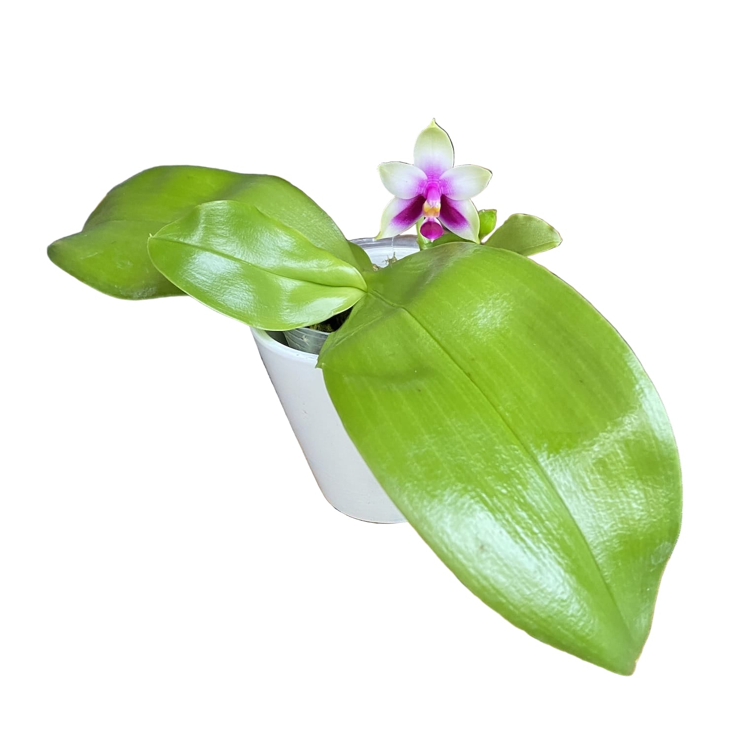 Phalaenopsis bellina *fragrant