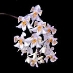 Phalaenopsis celebensis