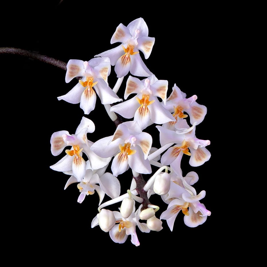 Phalaenopsis celebensis