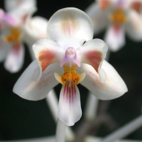 Phalaenopsis celebensis