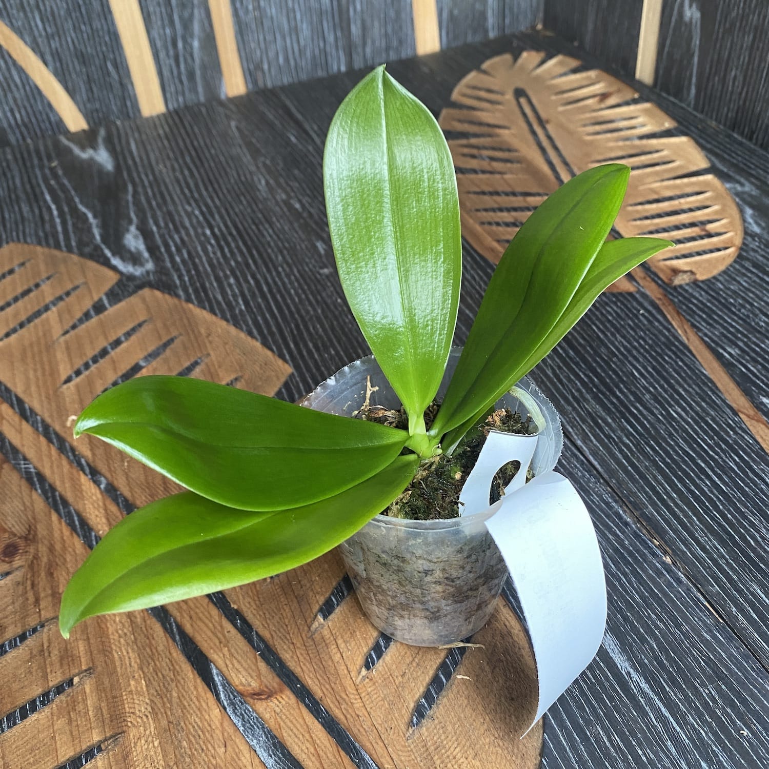 Phalaenopsis Chienlung Corningosa (Phalaenopsis corningiana × tetraspis 'C1'(speciosa))