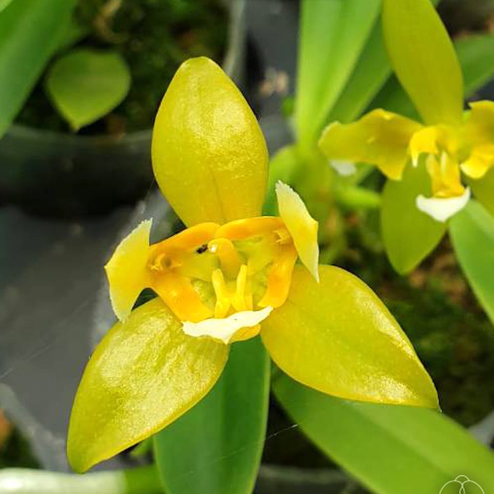 Phalaenopsis cornu-cervi var. alba (peloric - 3 lips)