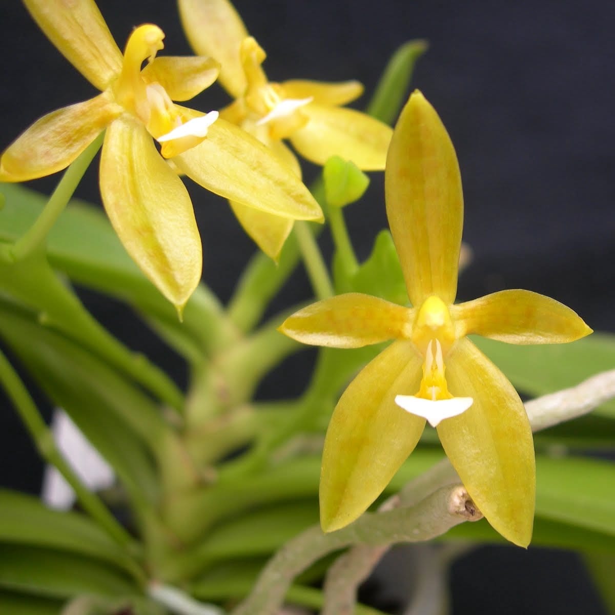 Phalaenopsis cornu-cervi var. alba (Flava)