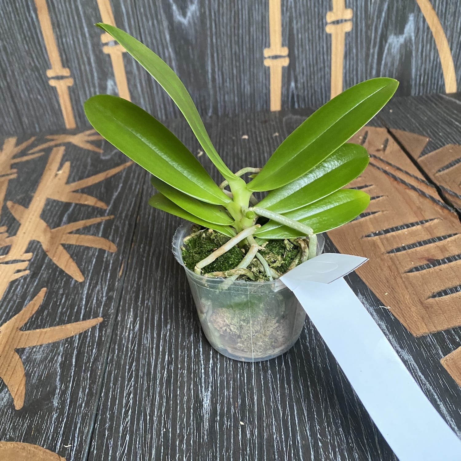 Phalaenopsis cornu-cervi var. alba (Flava)