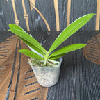 Phalaenopsis cornu-cervi var. alba (peloric - 3 lips)