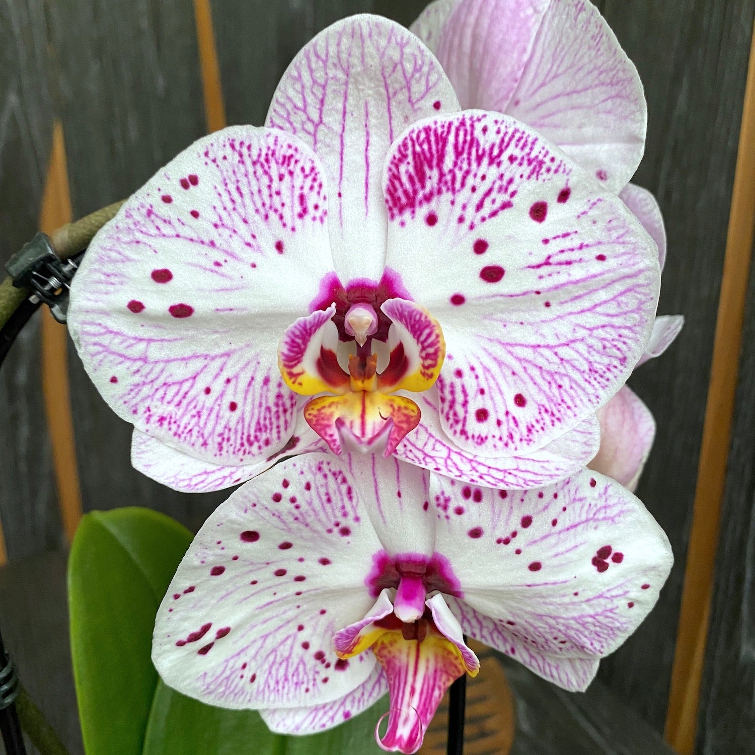 Phalaenopsis mit großer Blüte