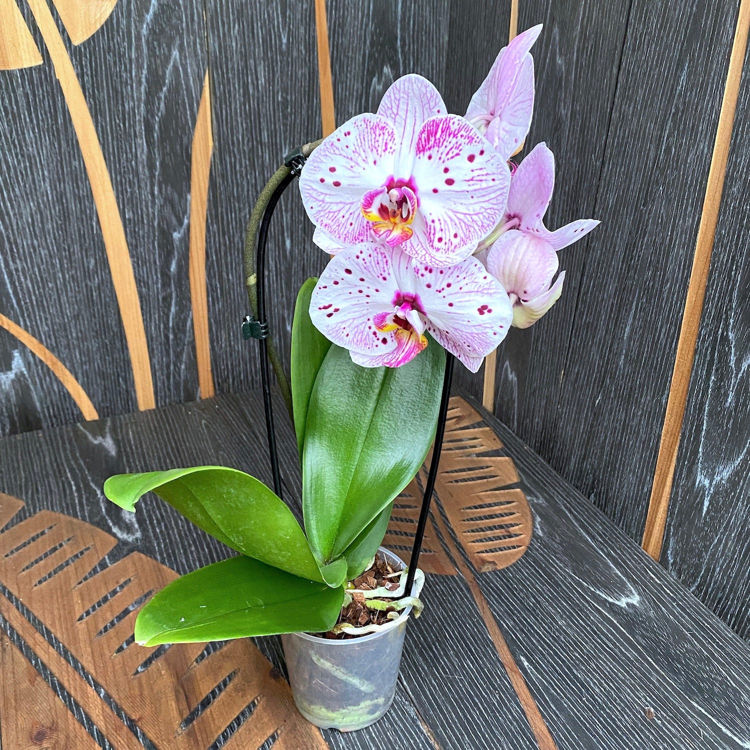 Phalaenopsis mit großer Blüte