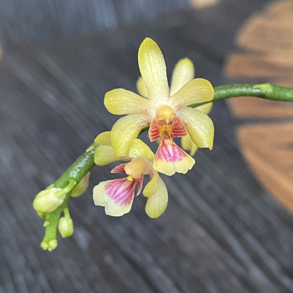 Phalaenopsis deliciosa var. hookerianum
