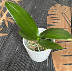 Phalaenopsis equestris 'Orange'