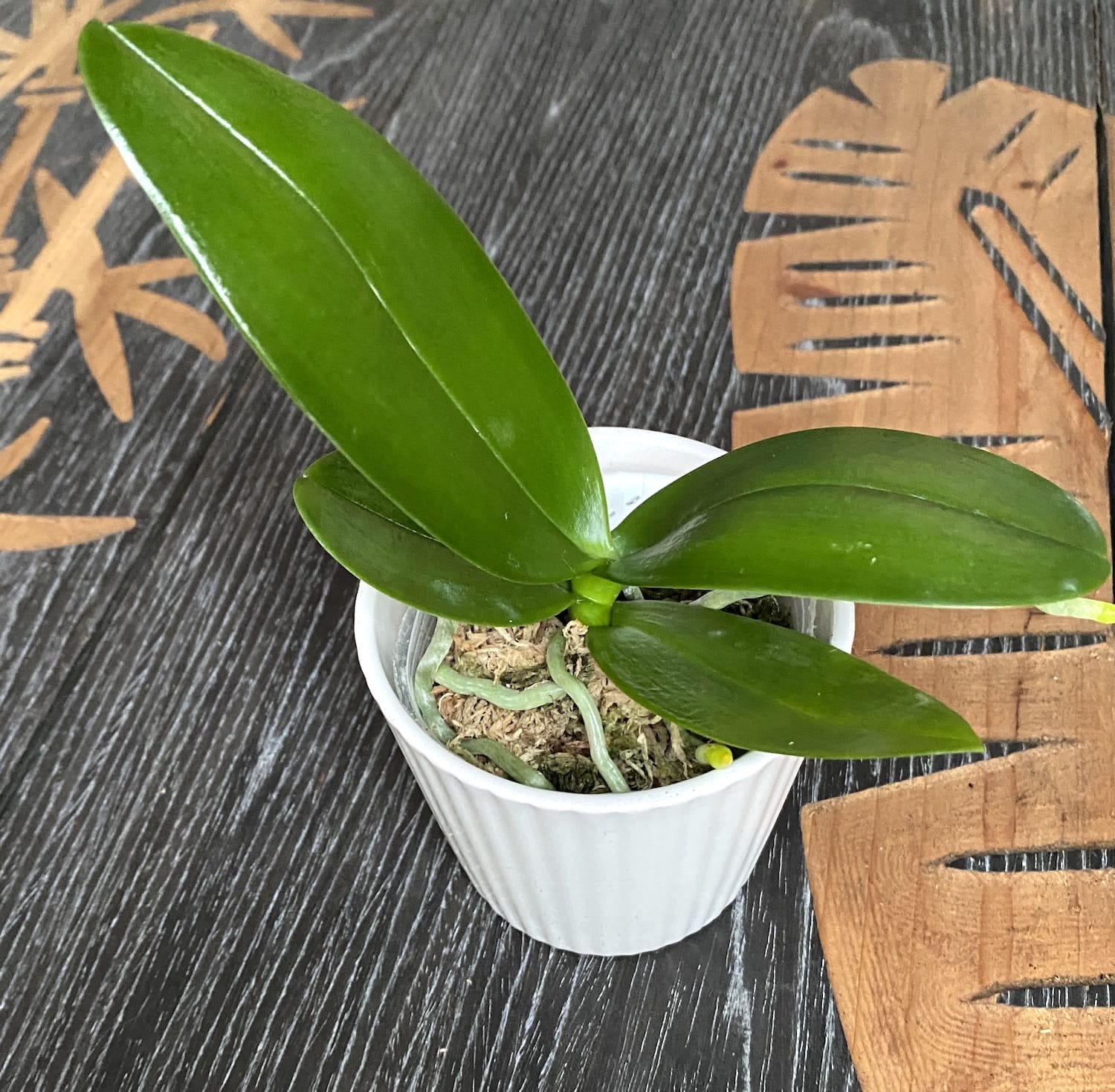 Phalaenopsis equestris 'Orange'