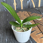 Phalaenopsis equestris 'Orange'