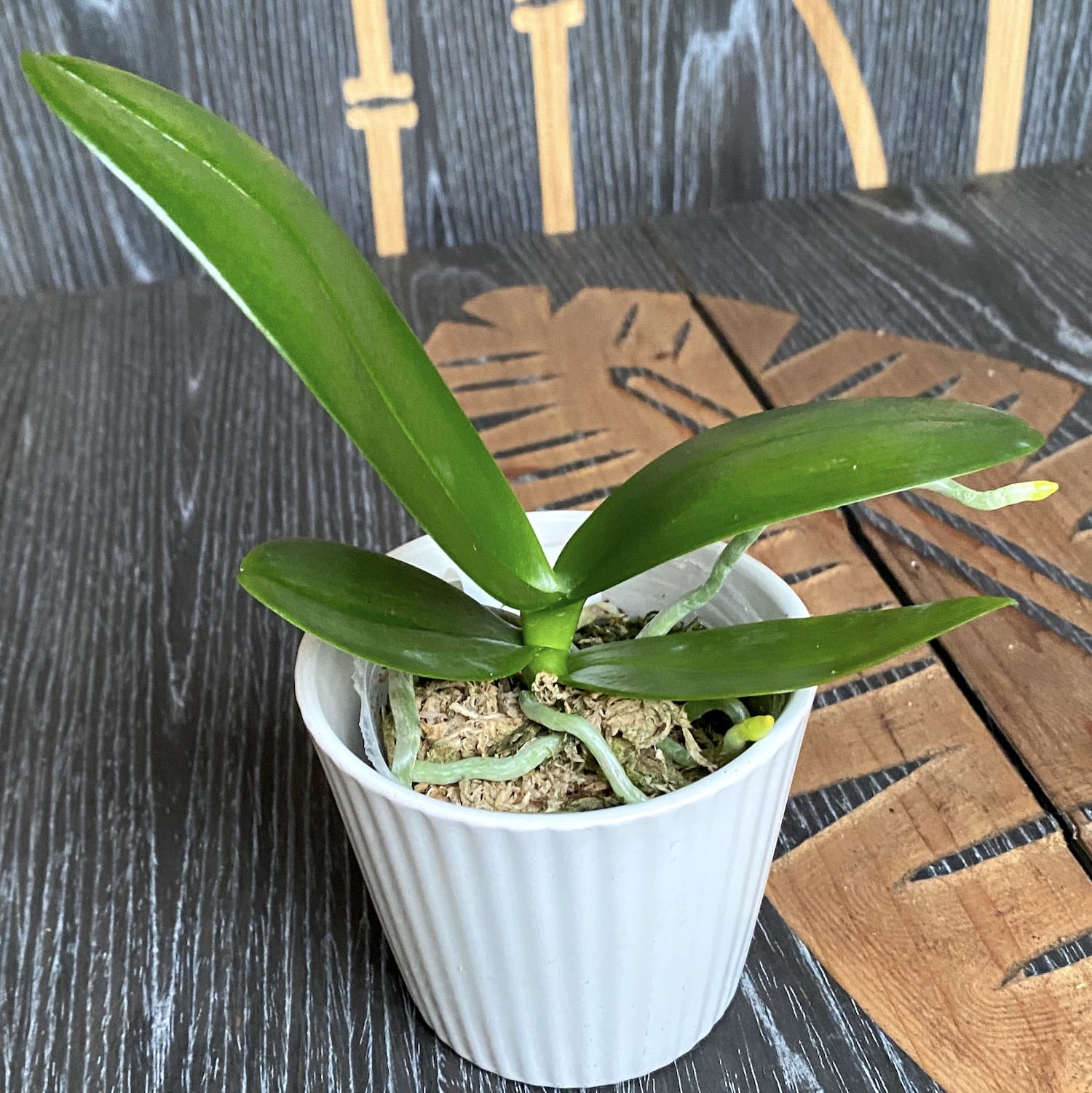 Phalaenopsis equestris 'Orange'