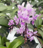 Phalaenopsis equestris 'Pink' (clumps/keiki)