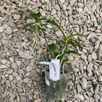 Phalaenopsis equestris 'Pink' (clumps/keiki)