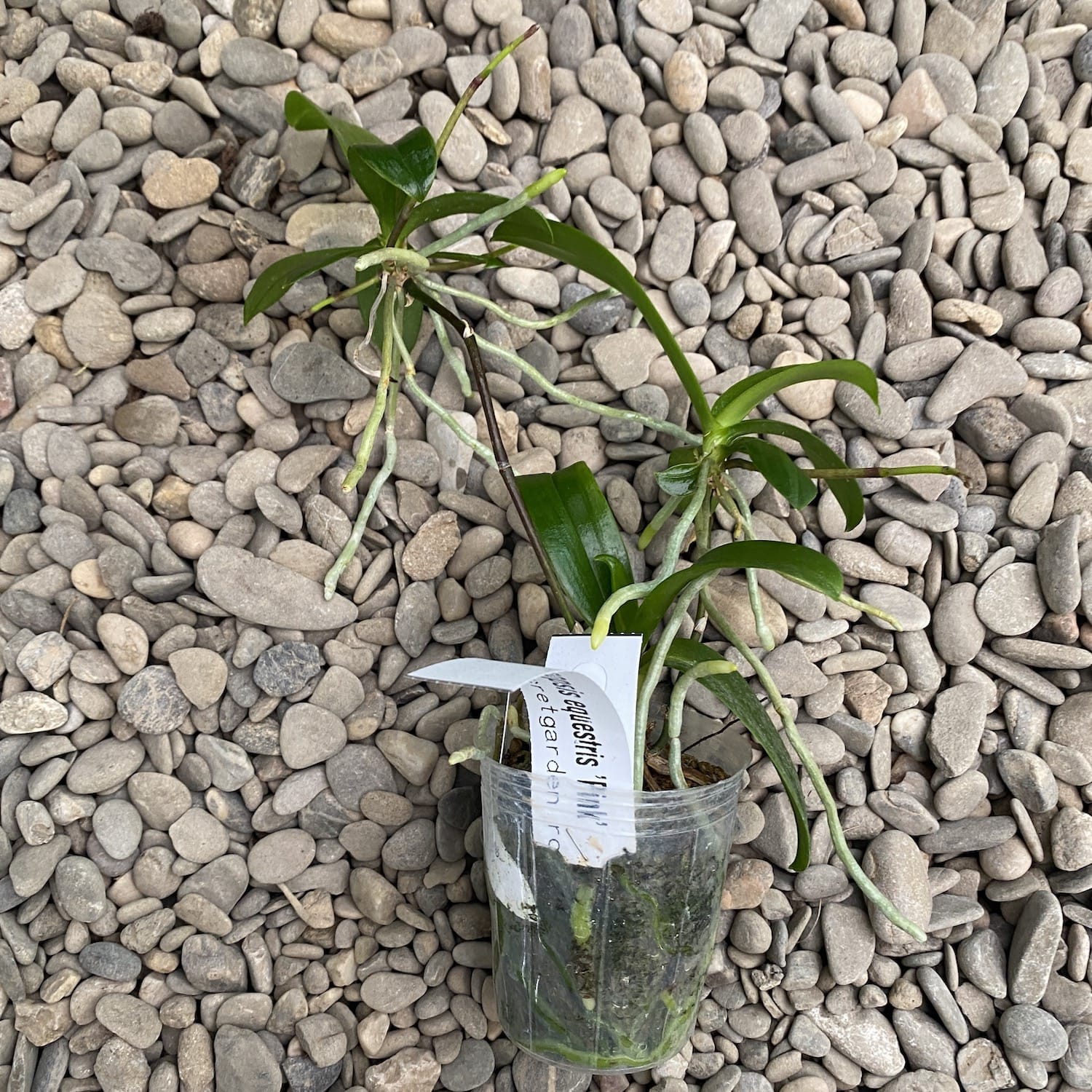 Phalaenopsis equestris 'Pink' (clumps/keiki)