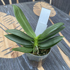 Phalaenopsis equestris 'Stripe'