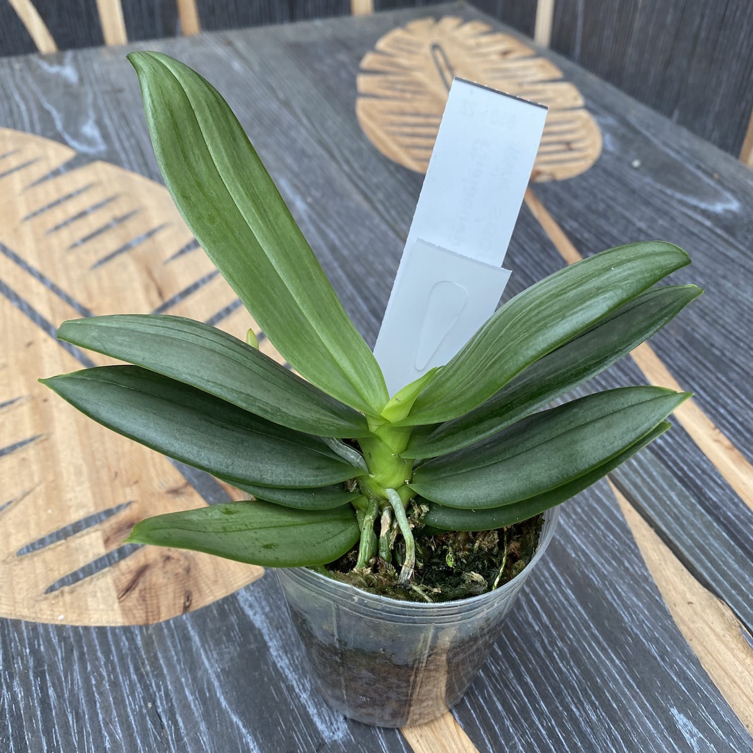 Phalaenopsis equestris 'Stripe'