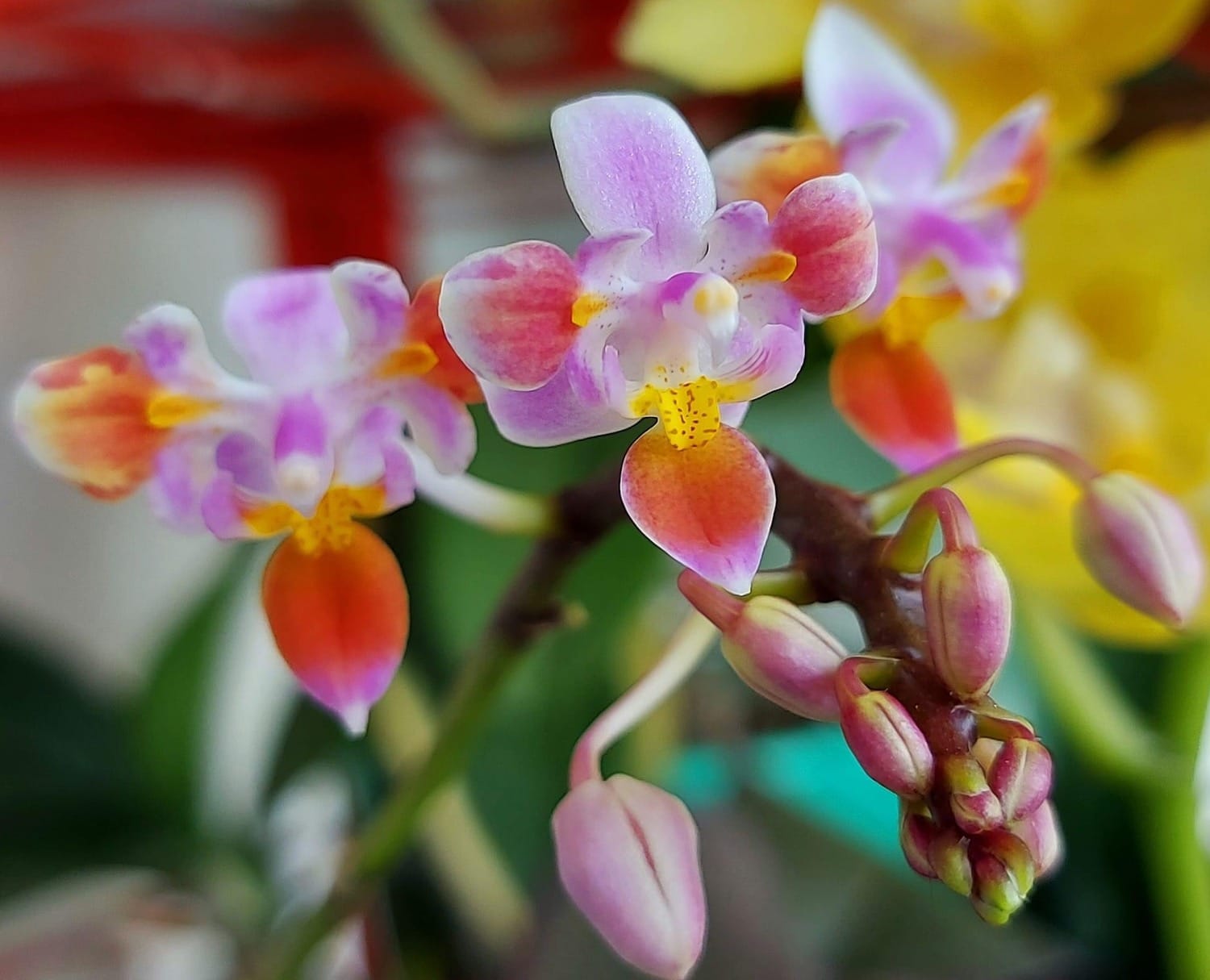 Phalaenopsis equestris (peloric)