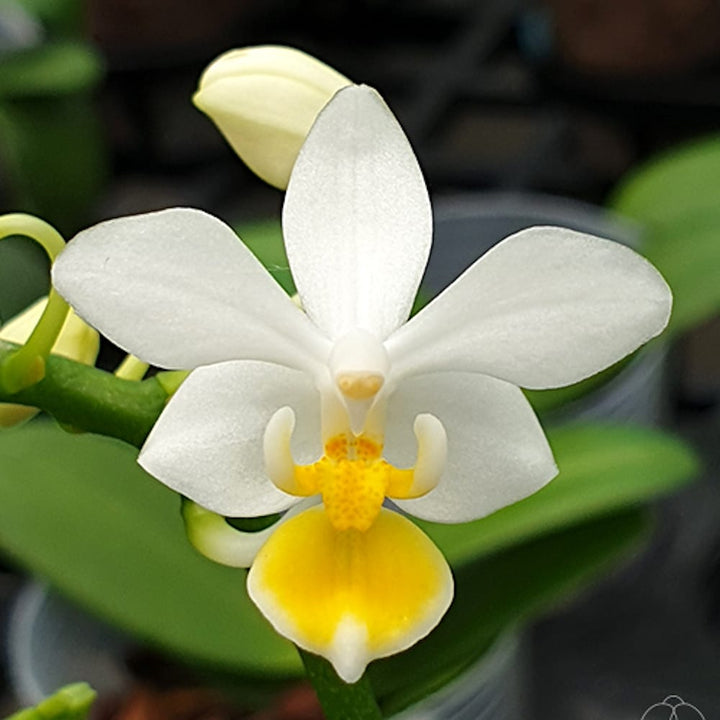 Phalaenopsis equestris var. aurea