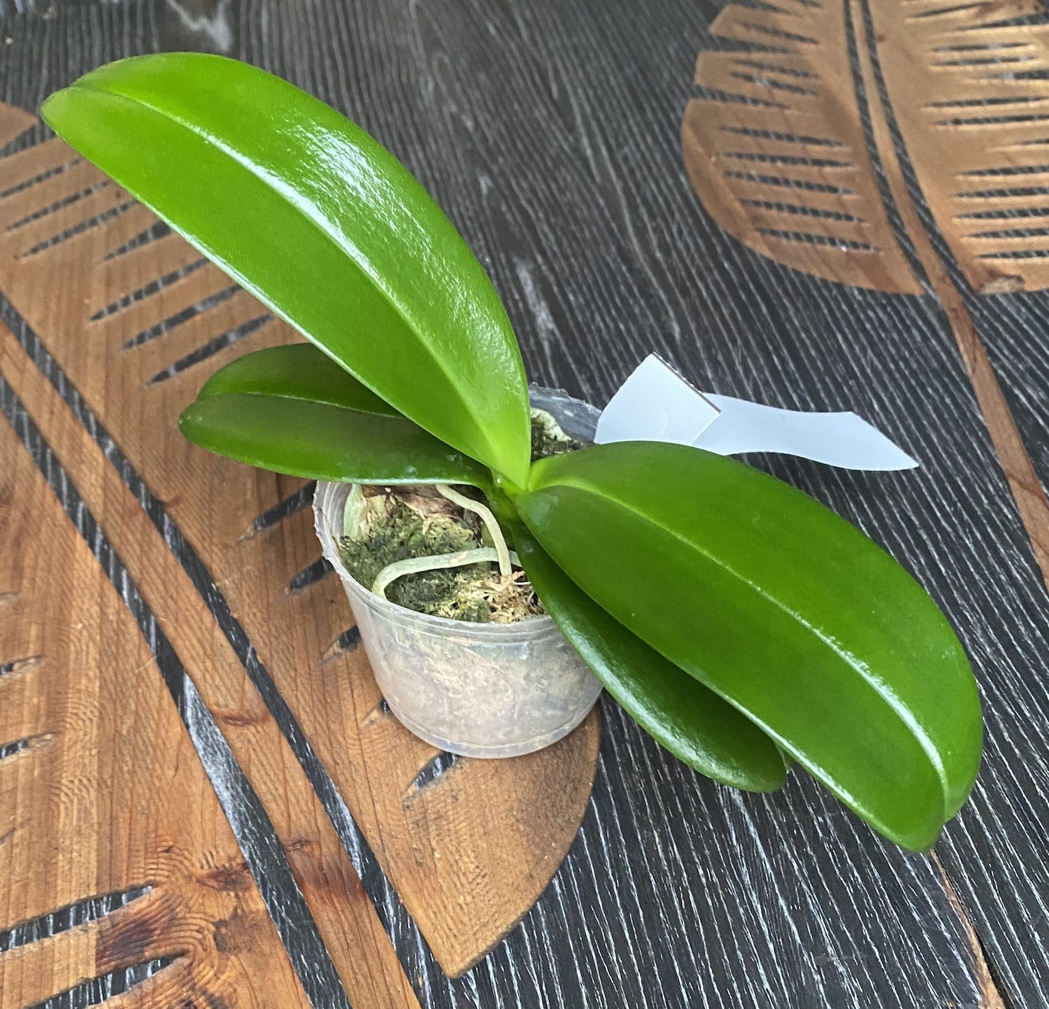 Phalaenopsis equestris var. aurea