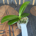 Phalaenopsis equestris var. aurea