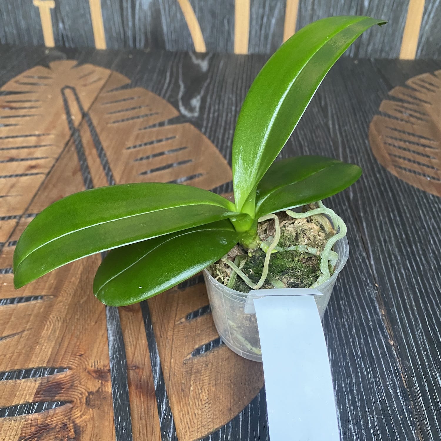 Phalaenopsis equestris var. aurea