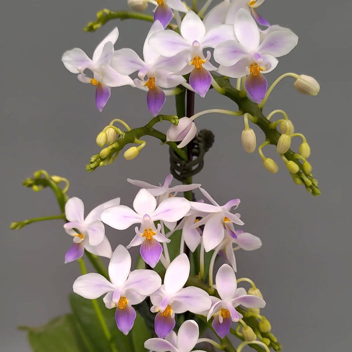 Phalaenopsis equestris var. coerulea