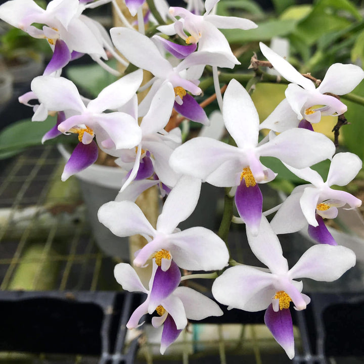 Phalaenopsis equestris var. coerulea