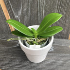 Phalaenopsis equestris var. coerulea