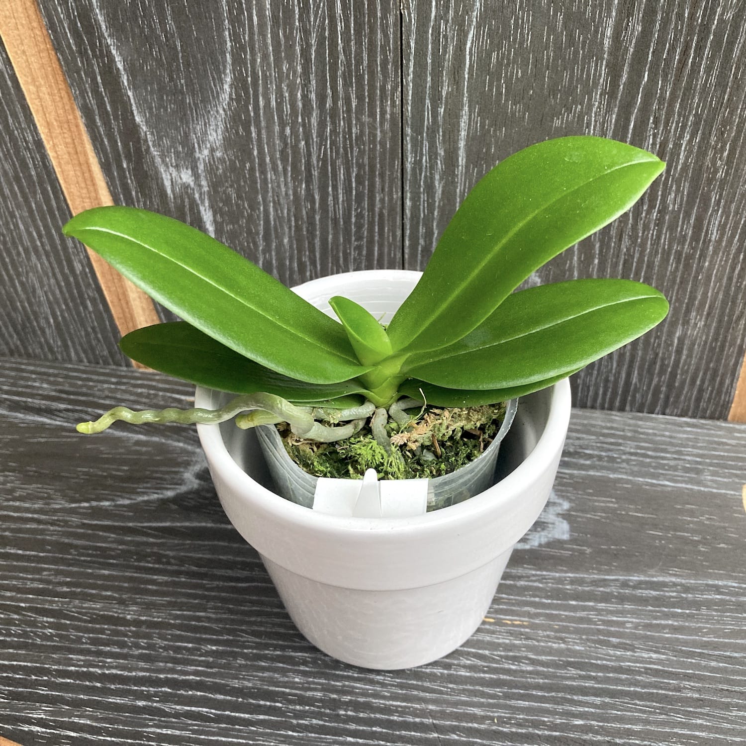 Phalaenopsis equestris var. coerulea