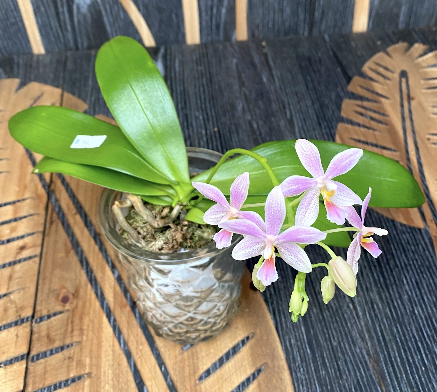 Phalaenopsis equestris × Almanis