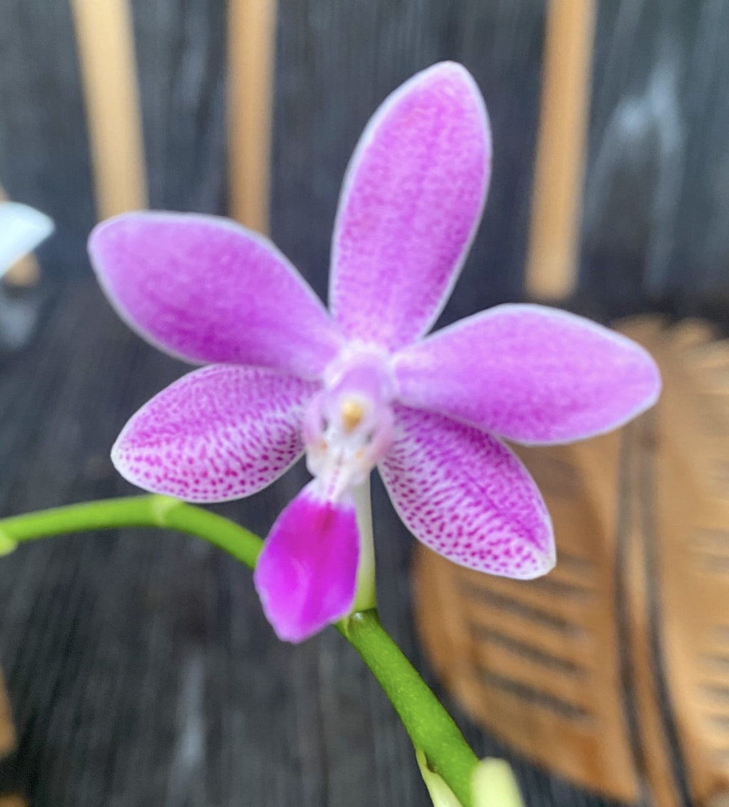 Phalaenopsis equestris × Almanis