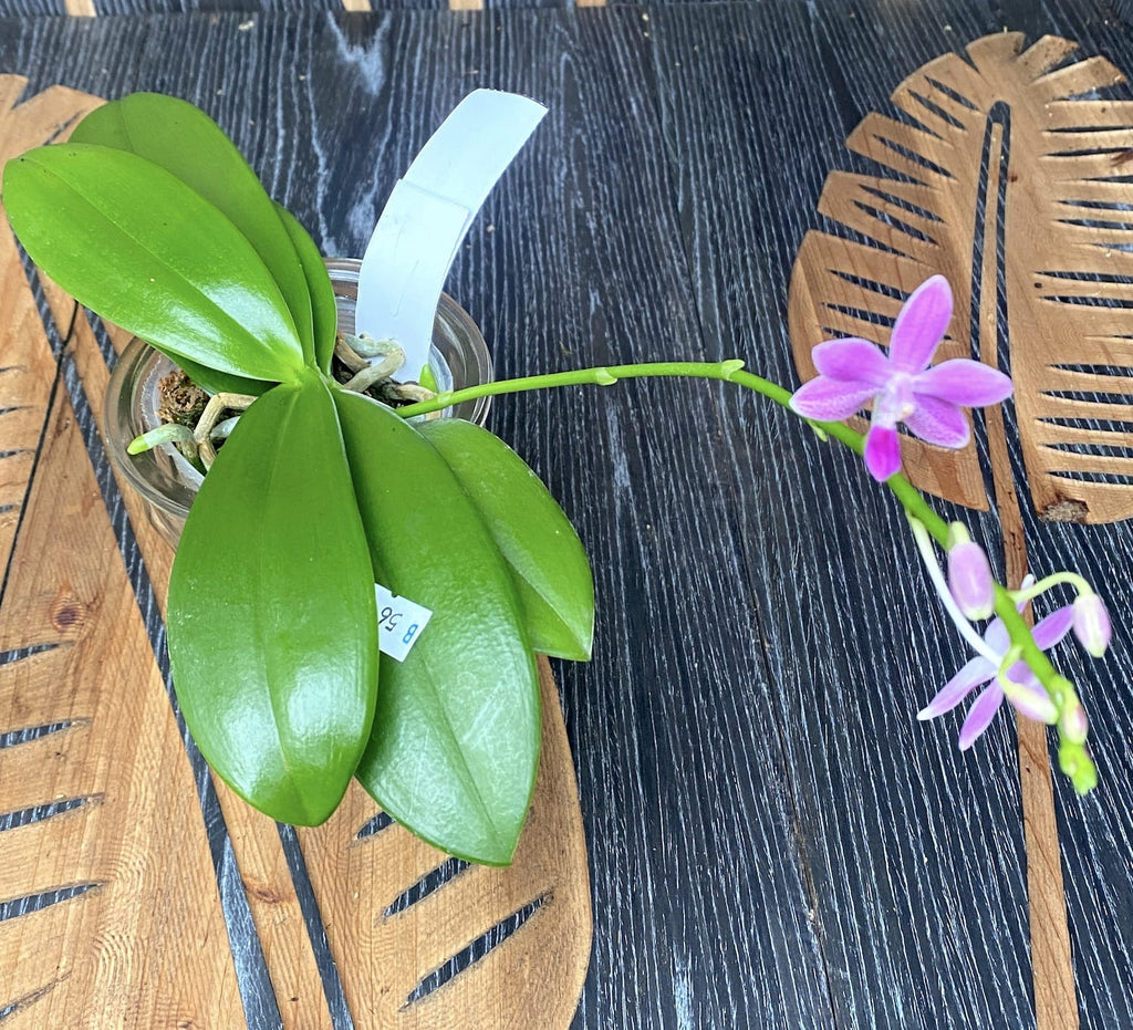 Phalaenopsis equestris × Almanis