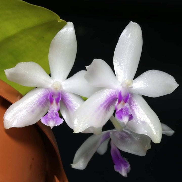 Phalaenopsis fimbriata