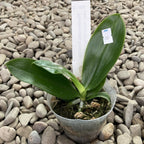 Phalaenopsis fimbriata